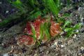 Pleurobranchus&nbsp;testudinarius
